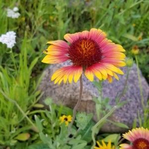 Meet your Posher, Sheila